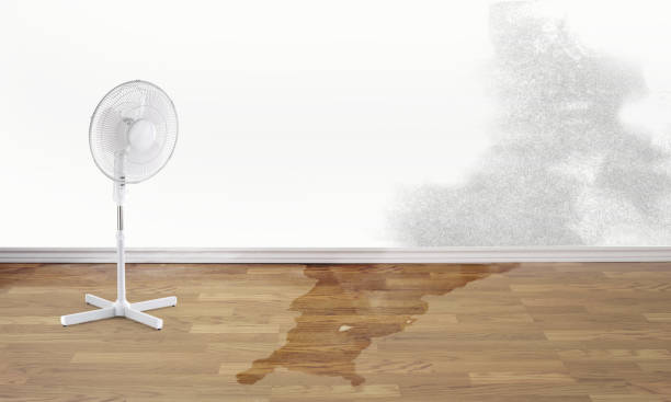 Best Mold removal after water damage  in Saranac Lake, NY